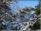 foto Parco Sebellin in Inverno